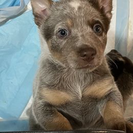 Australian Cattle Dog Puppies from Rising J Cattle Dogs