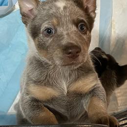 Australian Cattle Dog Puppies from Rising J Cattle Dogs
