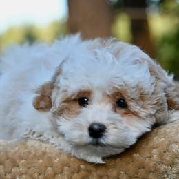 Mia - Gold sable female Havanese puppy in Oregon City, Oregon from Sweetwood Havanese