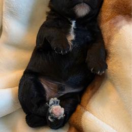 Tot - Black male Schnoodle puppy in Polkton, North Carolina from Gaga's Doodles