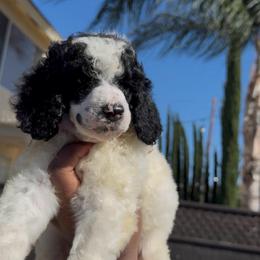 Artist - Parti female Poodle puppy in Corona, California from Garden Of Poodles