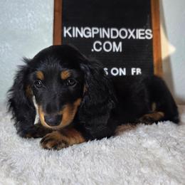 Jumanji 2,800 PRA clear - Black and tan male Dachshund puppy in Dade City, Florida from Kingpindoxies