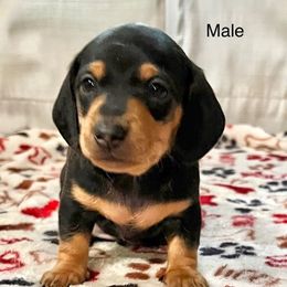 Dachshund Puppies from Kim's Dachshund