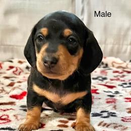 Dachshund Puppies from Kim's Dachshund