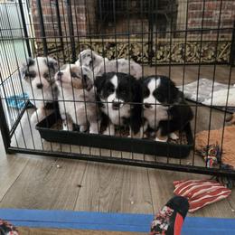 Miniature American Shepherd puppies from Sterling Acres