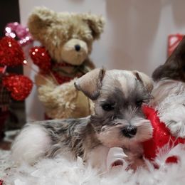 Miniature Schnauzer Puppies from Country Charm Mini Schnauzers