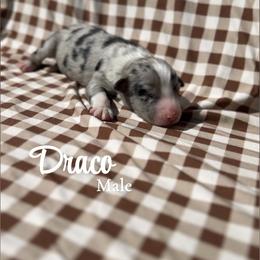 Draco - Blue merle male Australian Shepherd puppy in San Tan Valley, Arizona from SJR AUSSIES