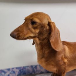 JESSA - Dachshund