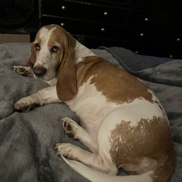 Penne - Basset Hound