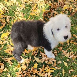 Boy 5 green - Gray and white Old English Sheepdog puppy in Anaconda, Montana from Mt. Haggin OES