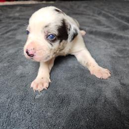 Rocky NALC - Blue merle male Catahoula Leopard Dog puppy in Doerun, Georgia from Twig & Tail Puppies