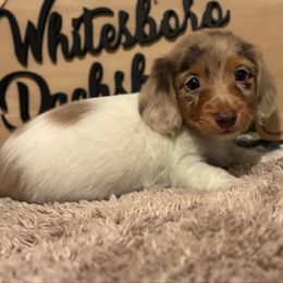 Charlie - Piebald female Dachshund puppy in Whitesboro, Texas from Whitesboro Dachshund