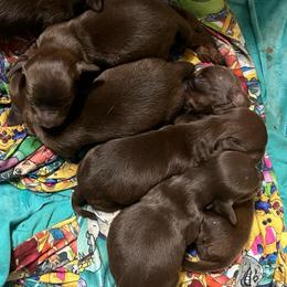 Twix - Chocolate and tan male Dachshund puppy in Poplarville, Mississippi from Sarah’s Darling Dachshunds