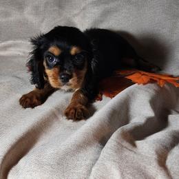 Cavalier King Charles Spaniel Puppies from Willow Creek Cavaliers