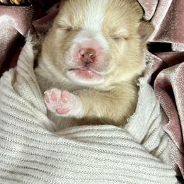 Pomeranians, Pomskies, and Toy Australian Shepherds from Blessed Little Paws