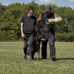 Cerb - German Shepherd