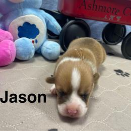 Jason - Red male Pembroke Welsh Corgi puppy in Apison, Tennessee from Ashmore Corgis