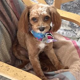 Skye - Cavapoo