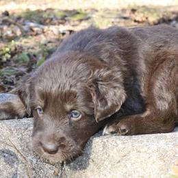 Abanai - Red tri-color female Australian Shepherd puppy in Macon, Georgia from Shaina’s Shepherds