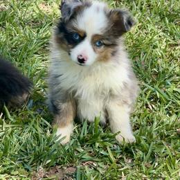 Blue - Blue merle male Toy Australian Shepherd puppy in Troy, South Carolina from Stockman Farms