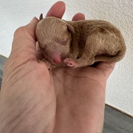 Polly - Apricot female Poodle puppy in Queen Creek, Arizona from Prestigious Toy Poodles