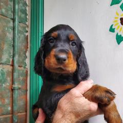 Boy 4 - Black and tan male Gordon Setter puppy in Milton, Florida from Katherine's Golden Retrievers, Gordon Setters, and English Setters