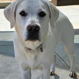 Milani - Labrador Retriever