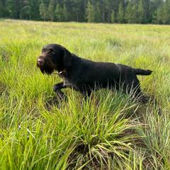 Calcifer - German Wirehaired Pointer