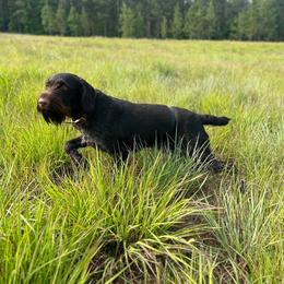 Calcifer - German Wirehaired Pointer