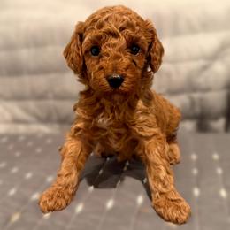 Aslan - Red  male Poodle puppy in Bells, Texas from Partridge Doodles and Poodles