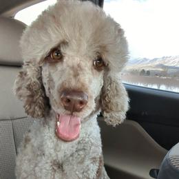 Goldendoodles from Old Mill Goldendoodles
