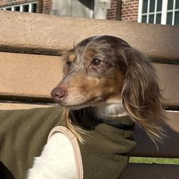 Boomer - Dapple male Dachshund puppy in Lakeland, Florida from Elite Doxies Florida