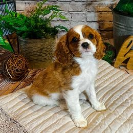 Cavalier King Charles Spaniels from Cardinal Cavaliers