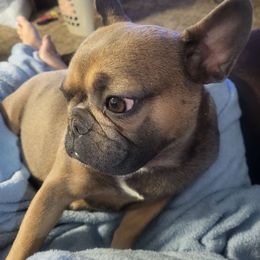 Roxy - French Bulldog