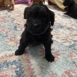 Remy - Black male Yorkipoo puppy in Stafford, Virginia from Morris Doodles Virginia