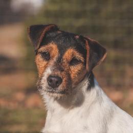 Ivy - Jack Russell Terrier