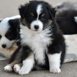 Ralph - Black tri male Toy Australian Shepherd puppy in Wichita Falls, Texas from Shooting Stars Ranch Toy and Mini Aussies