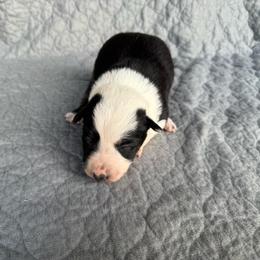 Girl 1 - Tri-color female Border Collie puppy in Centerville, Washington from Forthright Farms
