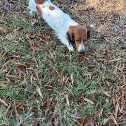 Jasmine - Dachshund