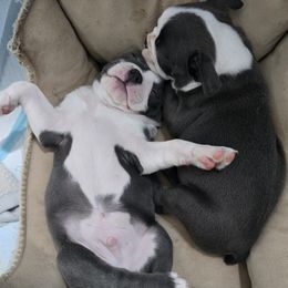Boston Terrier Puppies from Aronow pups