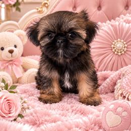 Imperial Lulu - Gold female Shih Tzu puppy in Shawnee, Oklahoma from Black Velvet Shih Tzu