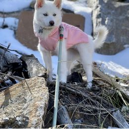 Pomsky Puppies from Goodness Gracious Pomskies