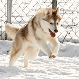 Siberian Husky All Grown Up from Keahi Siberian Huskies