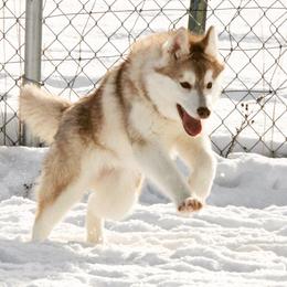 Siberian Husky All Grown Up from Keahi Siberian Huskies