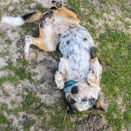 Australian Cattle Dog, Australian Shepherd, Companion Cross, and Miniature Australian Shepherd Puppies from MK Aussies