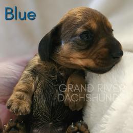 Blue Girl - Red female Dachshund puppy in South Dakota from Grand River Dachshunds