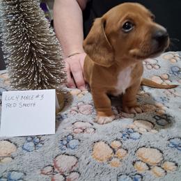 L M 3 - Red male Dachshund puppy in Penn Run, Pennsylvania from Shannon’s Dachshunds