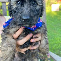 Theo - Wheaten Whoodle puppy in Knoxville, Tennessee from Fleury Farm Doodles TN