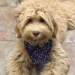 Australian Labradoodles from Green Mountain Australian Labradoodles