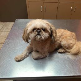 Shih Tzu Puppies from P&B Tzu Tribe